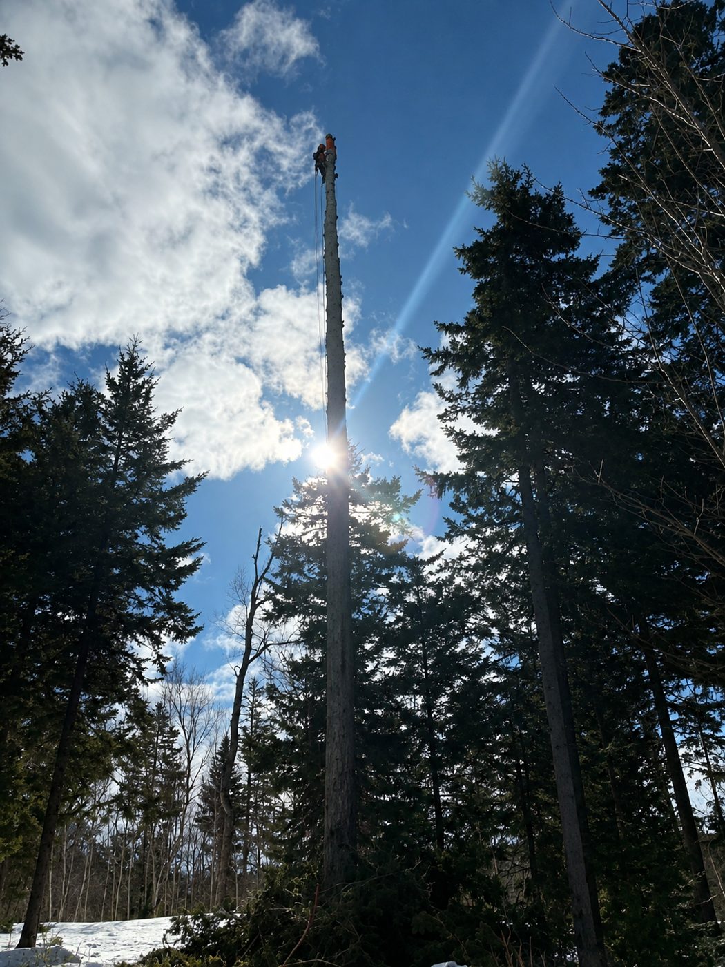 Climber at the very top of a stripped spruce spar on a sunny winter day with snow on the ground
