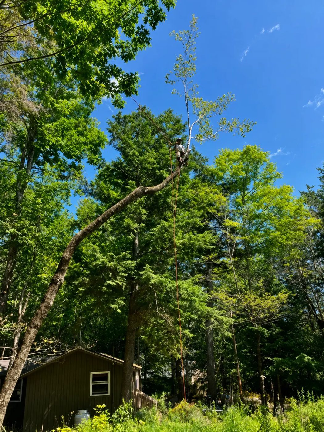 Owen high in a leaning oak on a rope, taking apart the top of the tree above a house in coastal Maine