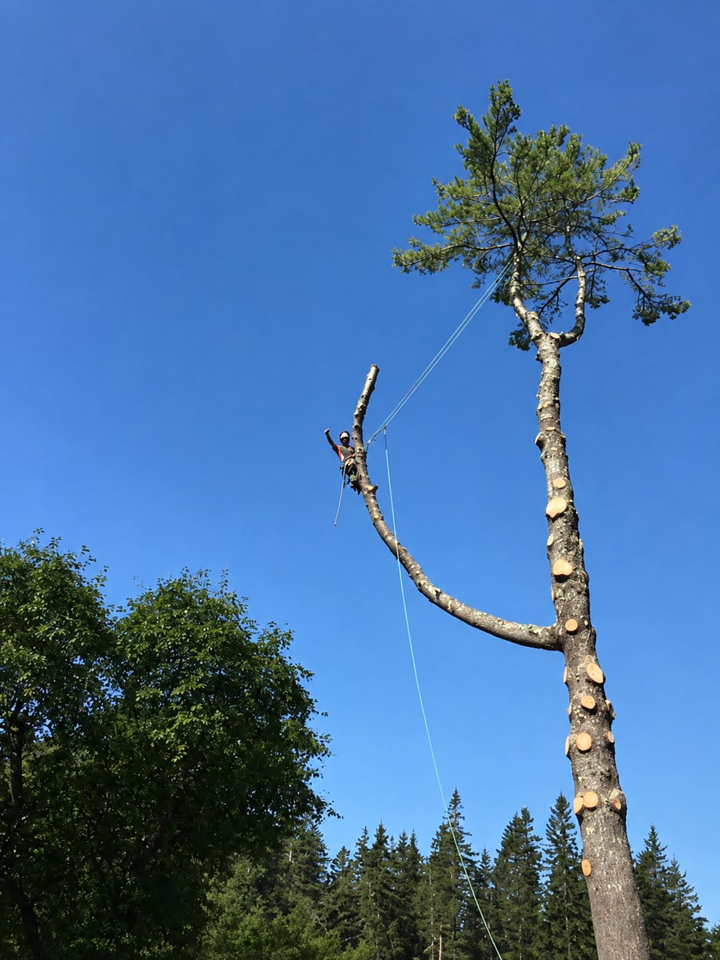 Owen out on a long limb of a white pine, rigging the branch before making the cut