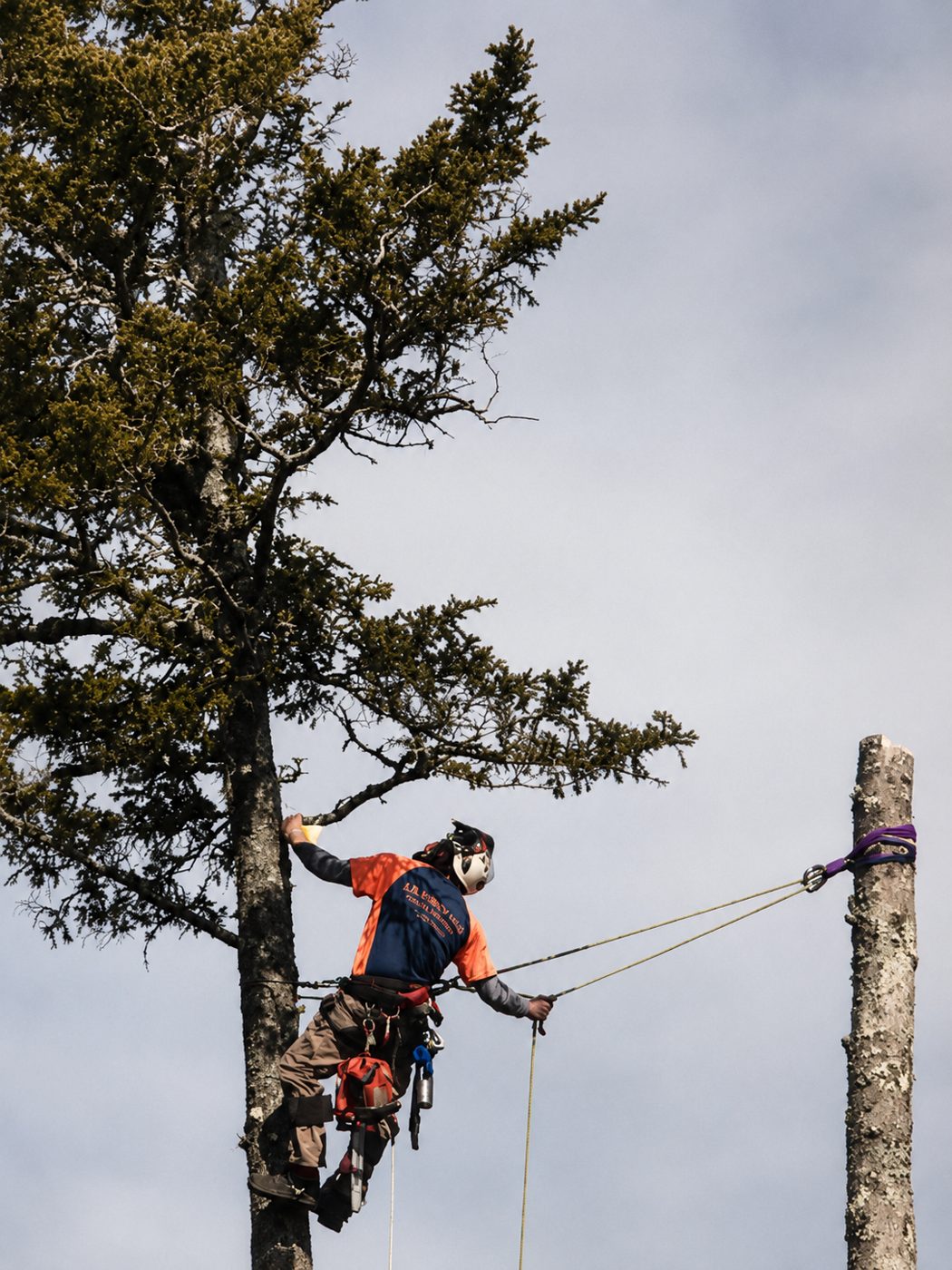 Owen in climbing gear high in a spruce, tending a rigging line during a technical removal