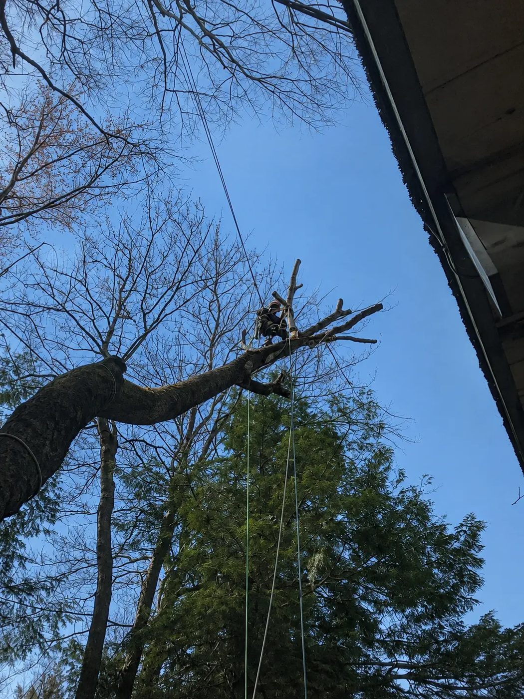 Climber removing heavy limbs from a large hardwood overhanging a building roofline