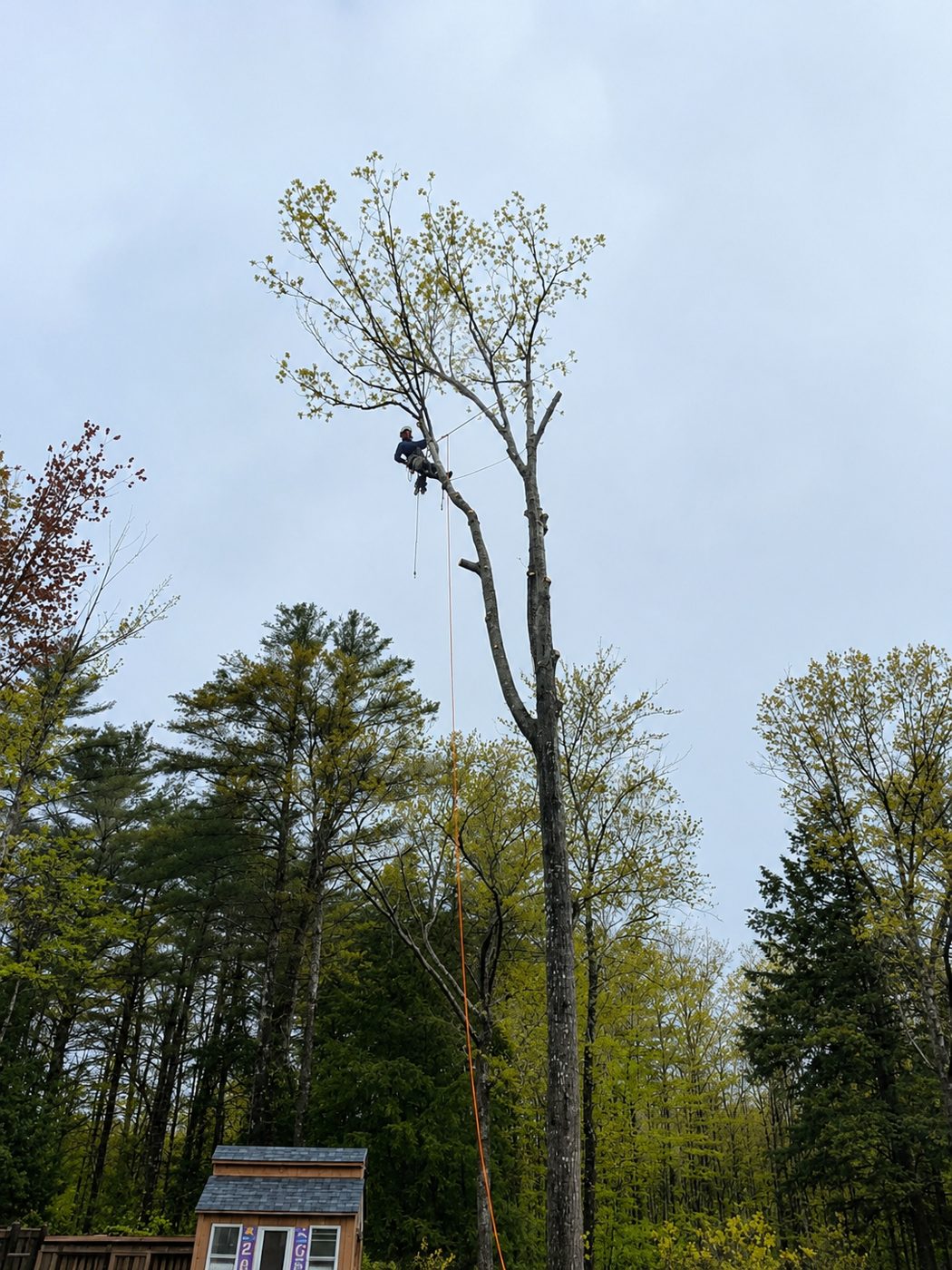 Owen roped into a tall maple spar, sectioning the stem down piece by piece