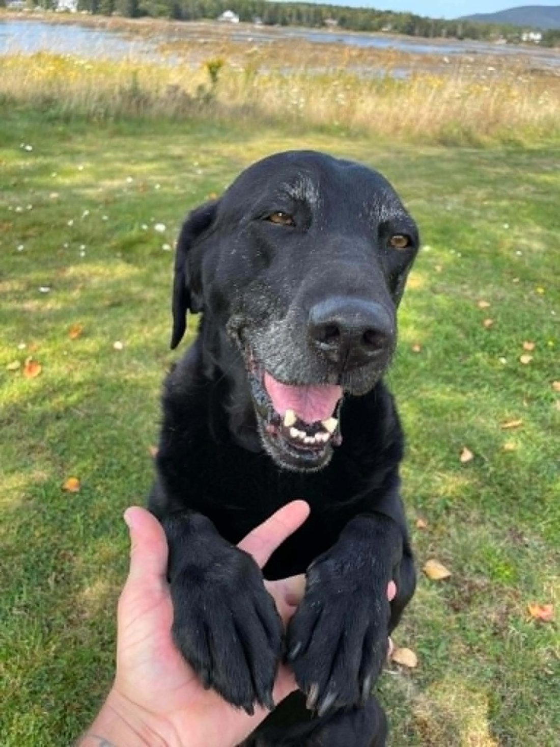 Jesse, Owen's black dog, resting his paws in Owen's hand on the grass beside a Maine cove