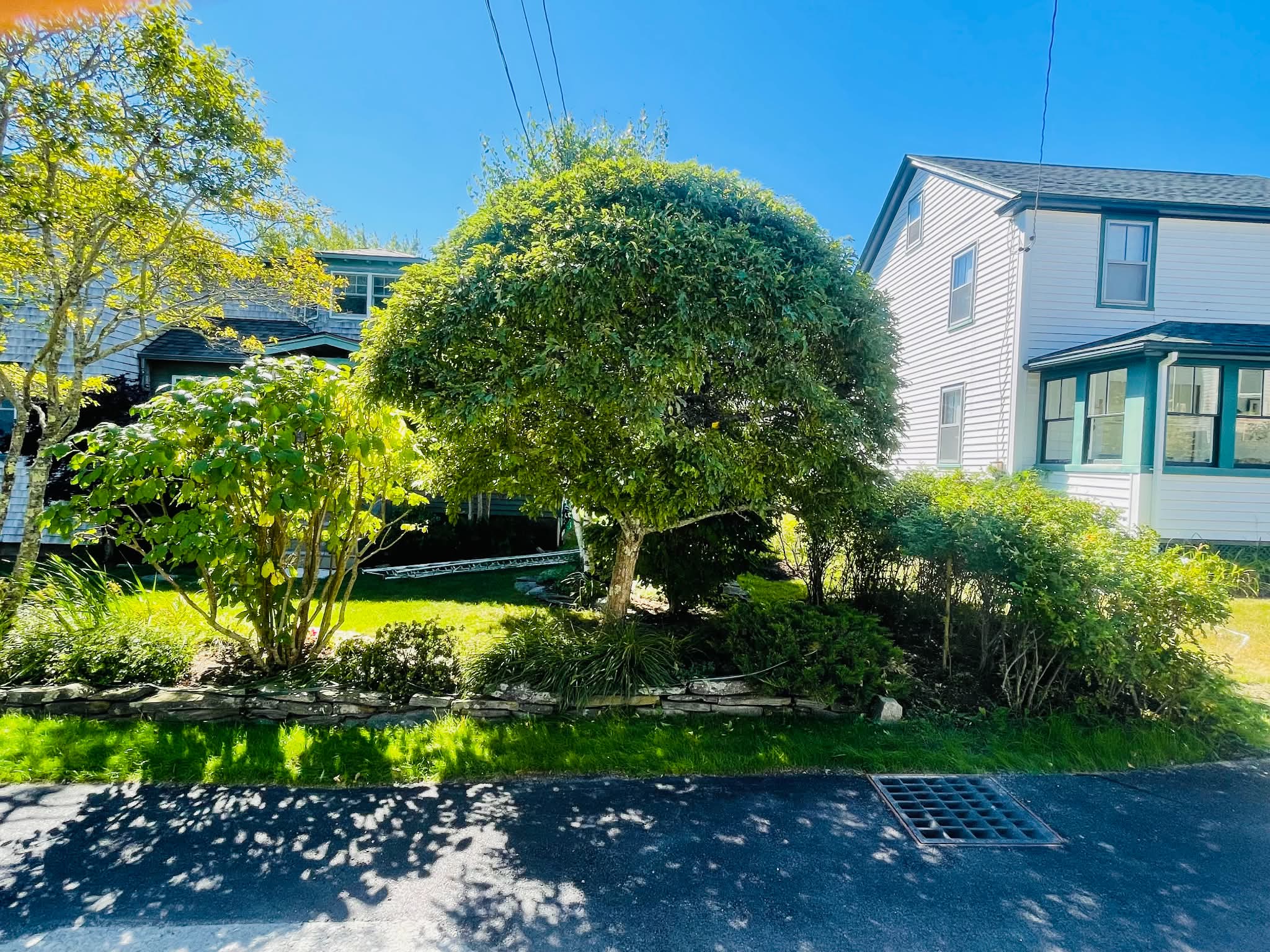 Carefully pruned ornamental tree beside a coastal Maine home